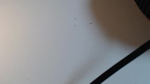 Snapshot of alid_17 chatting on 02-16-26, 05:31 Alid 17 online show from 02-16-26, 05:31