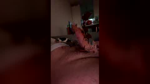 Snapshot of analpunisher2808 chatting on 03-09-26, 06:06 analpunisher2808 online show from 03-09-26, 06:06