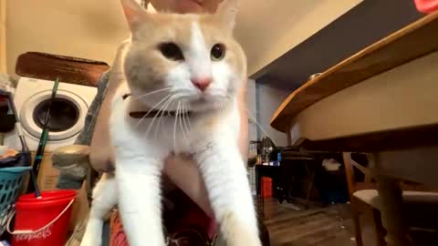 bluebloodednorsewitch online show from 03-28-26, 04:01