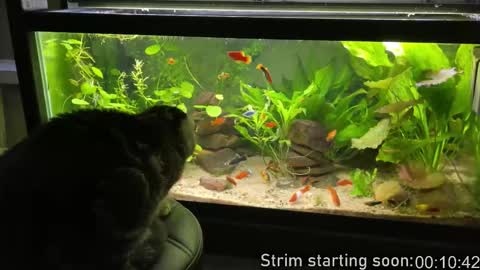 Booker Baxton online show from 03-18-26, 02:58