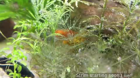 Booker Baxton online show from 03-21-26, 03:11