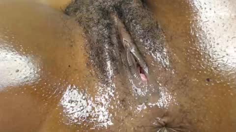 Brownie online show from 07-13-26, 08:00