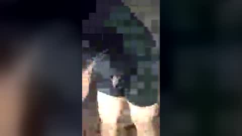 chrisalejandr0896 online show from 07-03-26, 02:18