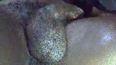 Snapshot of dadyschlong chatting on 04-01-26, 11:44 GIANT Lamar 72 ft tall with a 10 inches BBC hard quick cumshot in private show lets go online show from 04-01-26, 11:44