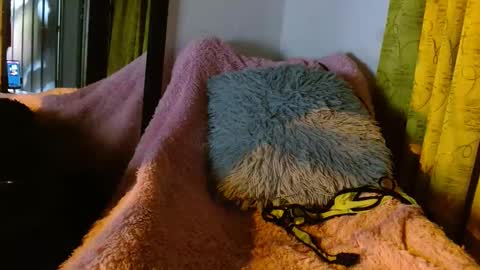 Snapshot of dember_osohot chatting on 03-09-25, 12:31 dember_osohot online show from 03-09-25, 12:31