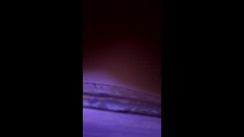 divorcedsissyhusband online show from 03-23-26, 07:23