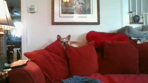 falconbator8 online show from 12-03-24, 03:11