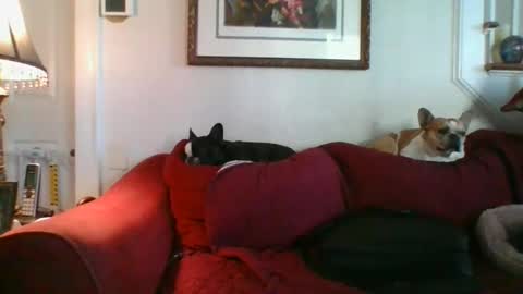 falconbator8 online show from 12-09-24, 02:17