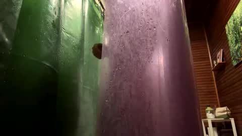 Forest online show from 01-23-25, 10:01