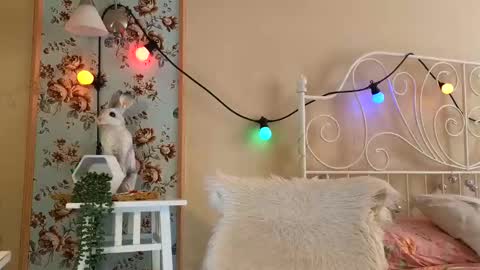 Franky online show from 02-18-25, 02:49