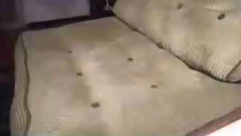 ginger_halo online show from 06-30-26, 05:52