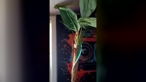 SeanPatrick online show from 07-11-26, 06:43