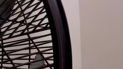 IAN CASTILLO online show from 02-11-26, 11:15