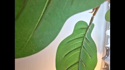 Isabella online show from 10-23-25, 11:14