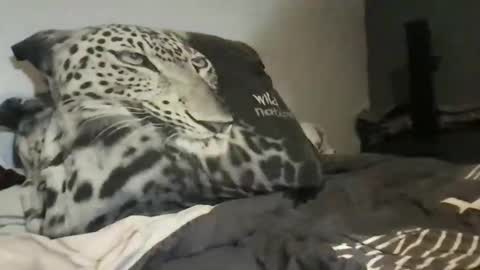 Lex6699 online show from 03-31-26, 07:36