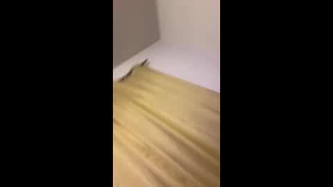 luis132578 online show from 11-22-25, 12:37