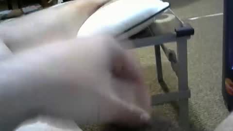 manumanu8585 online show from 02-03-26, 01:38