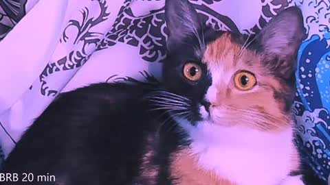 Monday-Friday 12-4 AM and 6-9 AM New York time online show from 01-23-25, 11:36