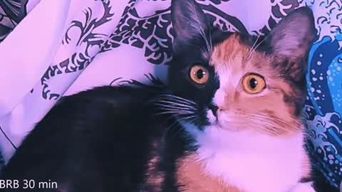 Monday-Friday 12-4 AM and 6-9 AM New York time online show from 02-02-25, 11:11