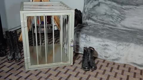 RoughnBootz online show from 02-04-25, 03:11