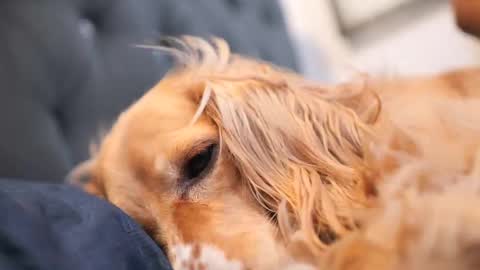 senssual_goddess online show from 10-07-25, 04:37