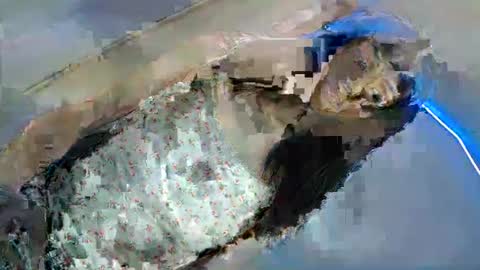 bini aiah online show from 03-08-25, 04:23