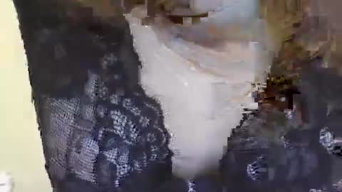 Siren online show from 01-21-25, 02:43