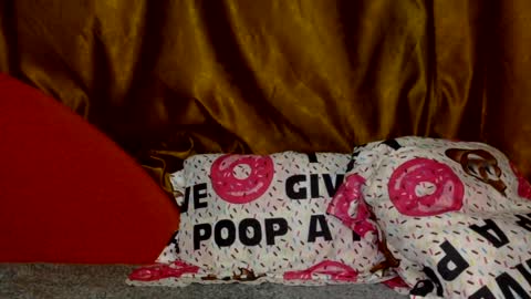 Noname online show from 03-02-26, 03:19