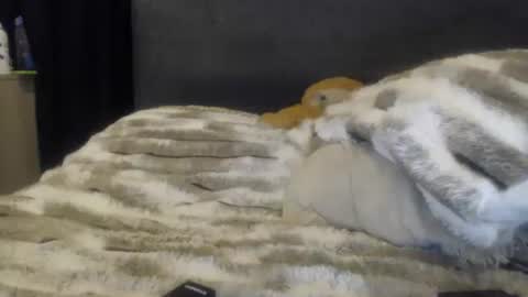 sofi online show from 06-08-26, 02:01