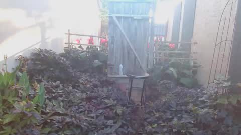 Snapshot of srtxshow chatting on 10-18-25, 01:23 srtxshow online show from 10-18-25, 01:23