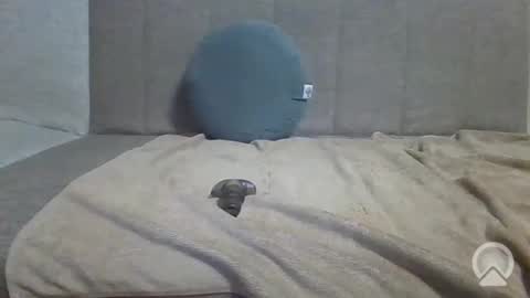 sub_12107 online show from 06-10-26, 08:41