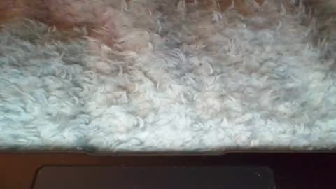 Suseee online show from 04-07-26, 04:46