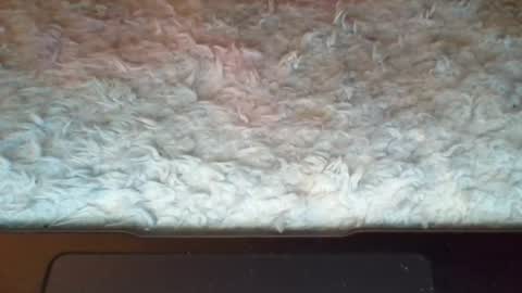 Suseee online show from 04-08-26, 02:39