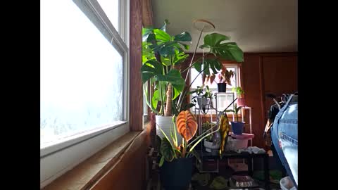 therizzler_1_of_1 online show from 12-17-24, 03:49