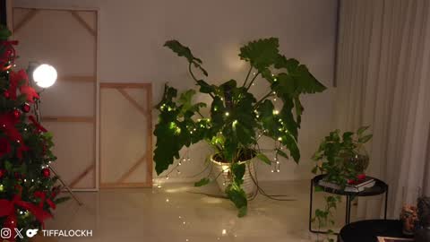 Tifa online show from 12-14-24, 09:13