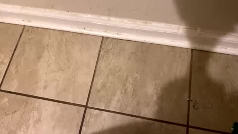  The real Mandingo  online show from 02-12-25, 02:21