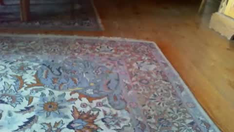 Snapshot of zevioo77 chatting on 03-31-26, 01:00 zevioo77 online show from 03-31-26, 01:00