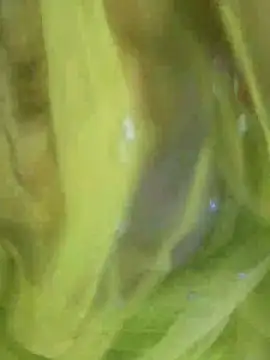 joya bhabi online show from 11-03-25, 02:29