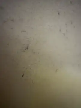 Gladiator 3 online show from 02-14-26, 11:07