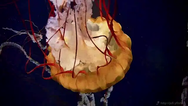 streamy test13 online show from 12-05-24, 08:11