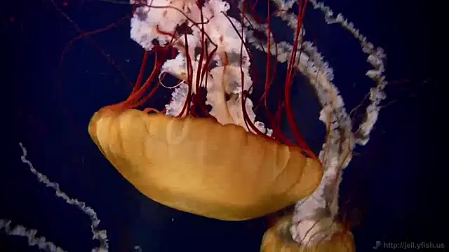 streamy test13 online show from 12-16-24, 08:09