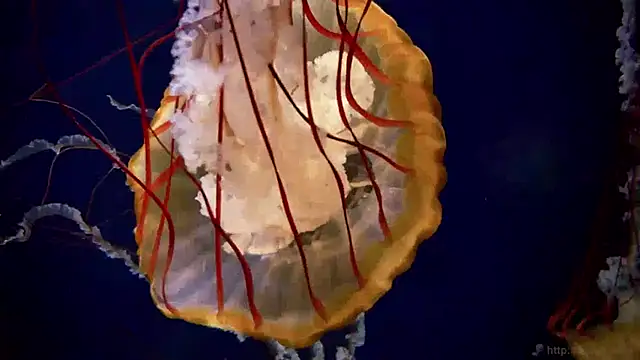 streamy test13 online show from 01-15-25, 08:09