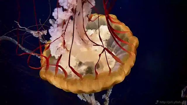 streamy test13 online show from 01-28-25, 08:14