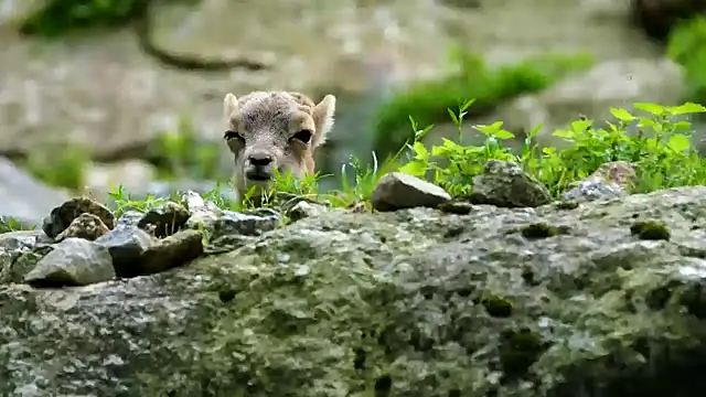 streamy test13 online show from 02-21-25, 04:26