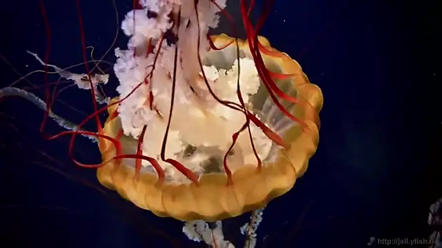 streamy test13 online show from 03-11-25, 08:09