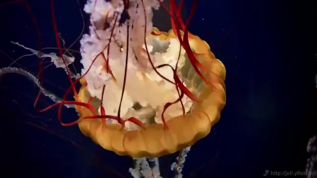 streamy test13 online show from 03-14-25, 08:10