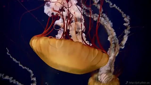 streamy test13 online show from 09-22-25, 05:59