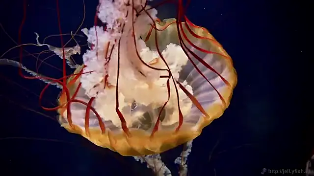 streamy test13 online show from 10-07-25, 10:56