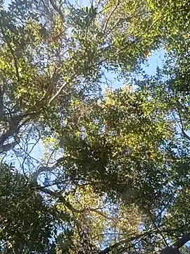 Buffshagswell online show from 11-18-25, 07:18