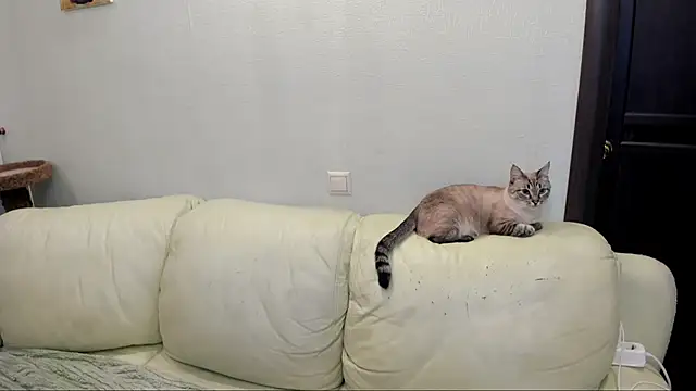 Snapshot of Pawsitive_Panther chatting on 12-17-24, 03:39 Pawsitive Panther online show from 12-17-24, 03:39